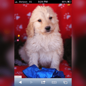 Puppy from testimonial by .
