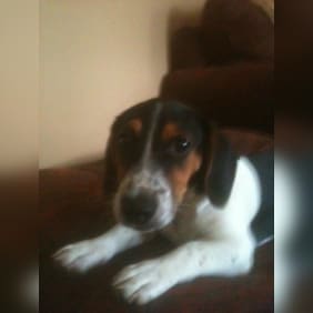 Puppy from testimonial by .