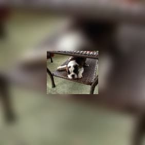 Puppy from testimonial by .