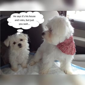 Puppy from testimonial by .