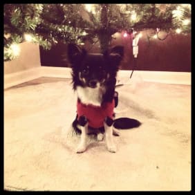 Puppy from testimonial by .