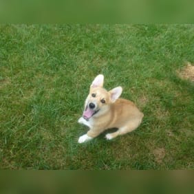 Puppy from testimonial by .