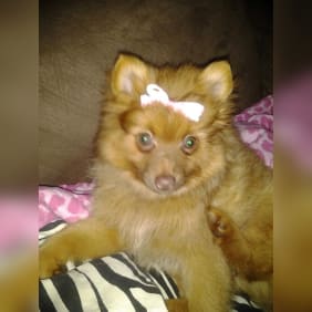 Puppy from testimonial by .
