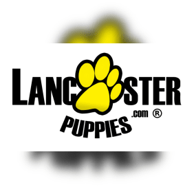 Puppy from testimonial by Barron M Felder.