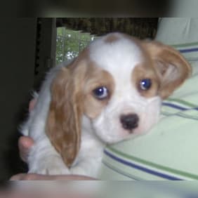 Puppy from testimonial by .