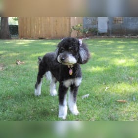 Puppy from testimonial by .