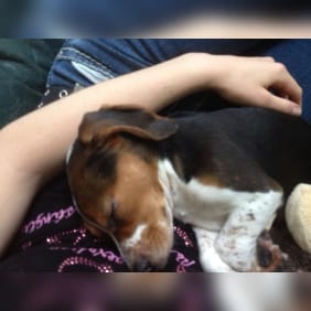 Puppy from testimonial by .