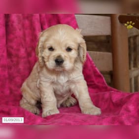 Puppy from testimonial by .