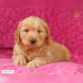 Puppy from testimonial by .