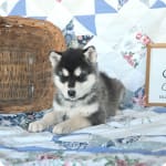 Bouncing malamute puppies price shop