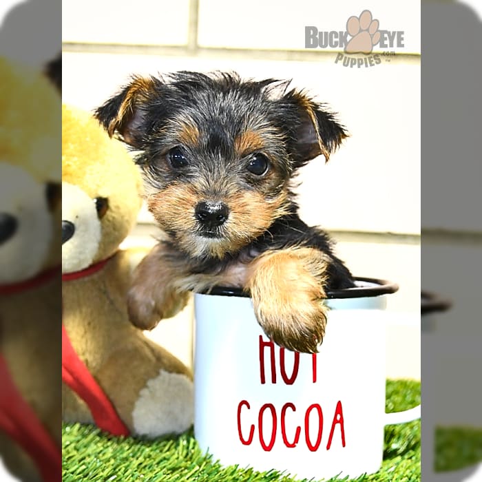 Bello Toys in Virginia, Yorkshire Terrier puppies