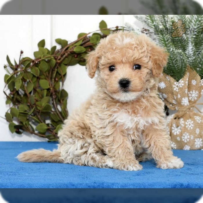 Faith poodle puppies top