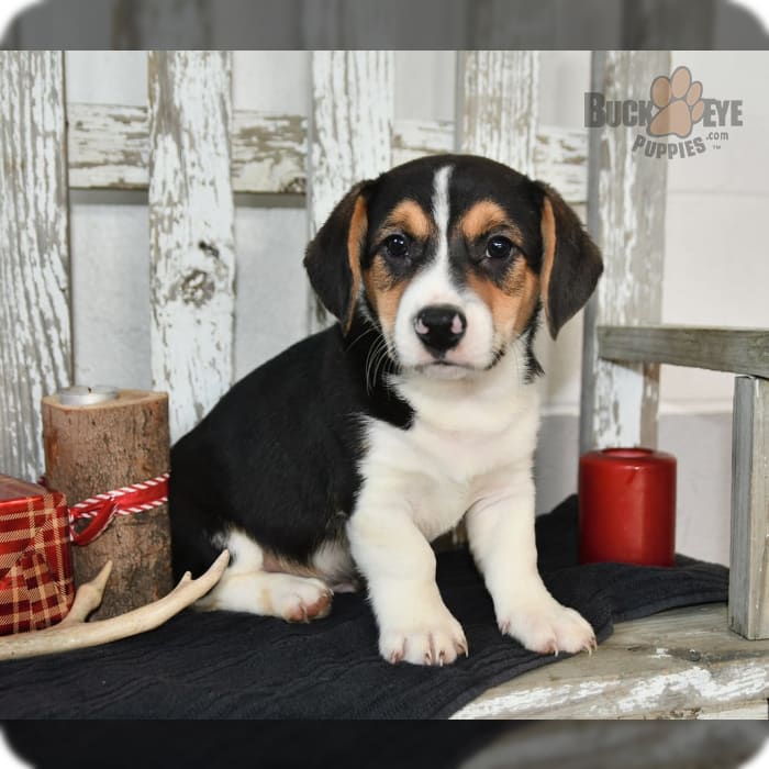 Corgi beagle mix puppy sales