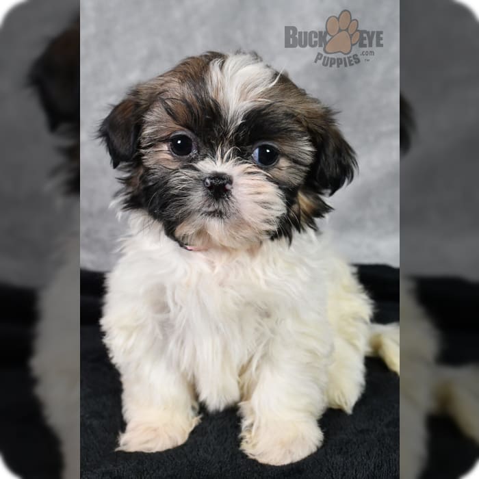 Benji - Shih Tzu Puppy for Sale in Millersburg, OH