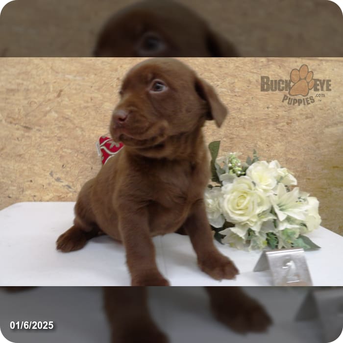 Cindy Labrador Retriever for Sale in Kalamazoo, MI Buckeye Puppies