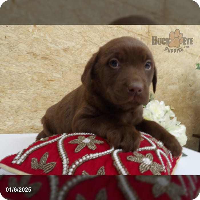 Cindy Labrador Retriever for Sale in Kalamazoo, MI Buckeye Puppies