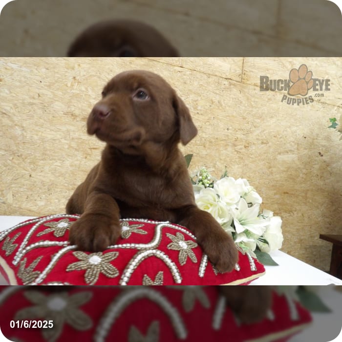 Cindy Labrador Retriever for Sale in Kalamazoo, MI Buckeye Puppies