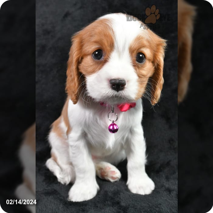 Glory - Cavalier King Charles Spaniel for Sale in millersburg, OH