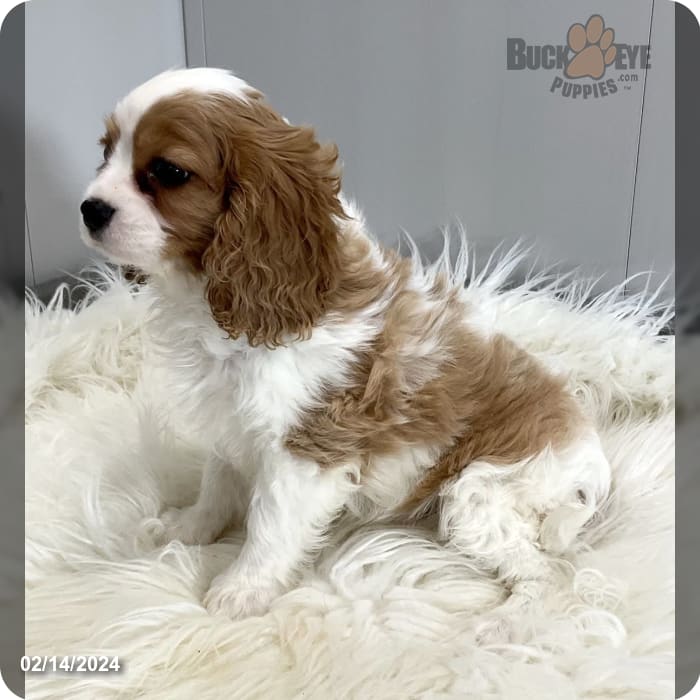 Virgil - Cavalier King Charles Spaniel for Sale in Apple Creek, OH