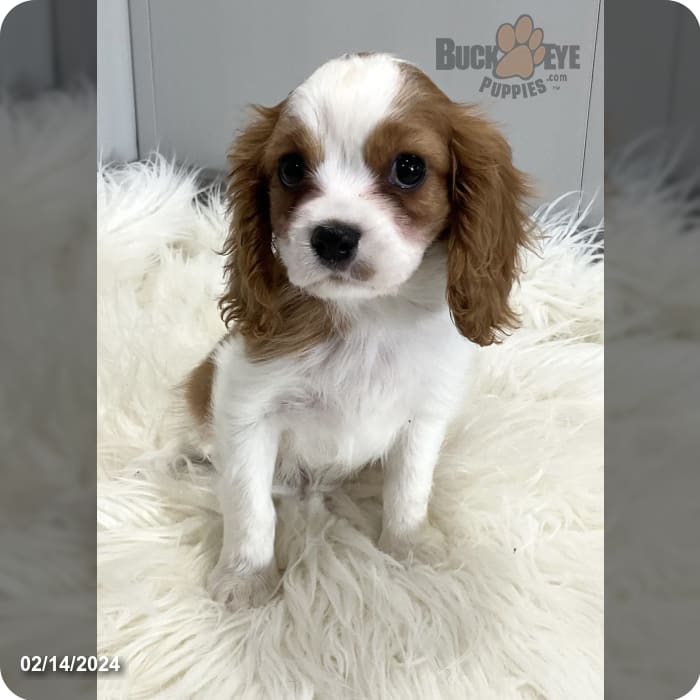 Vince - Cavalier King Charles Spaniel for Sale in Apple Creek, OH