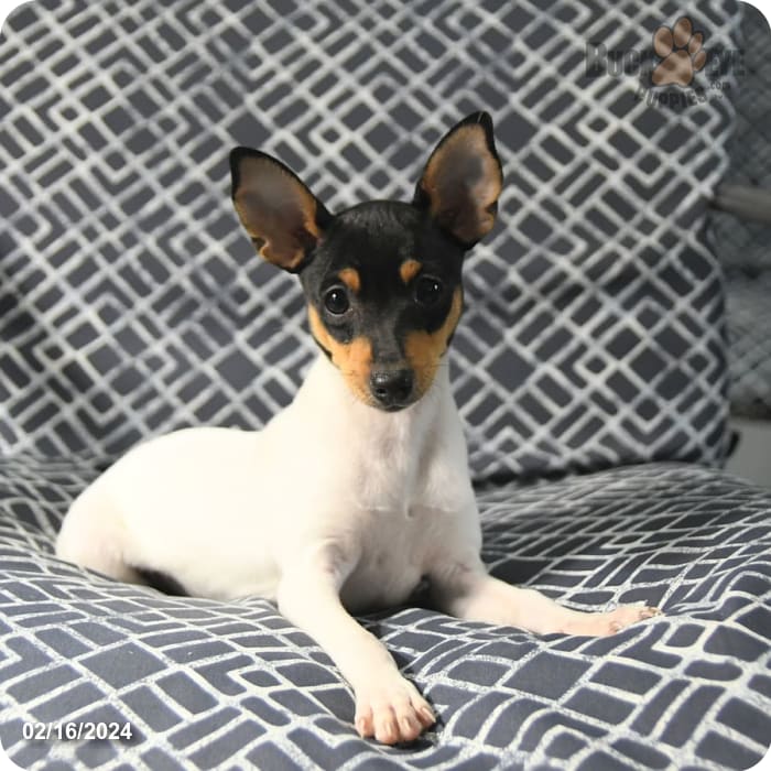 Kirt Toy Fox Terrier For In