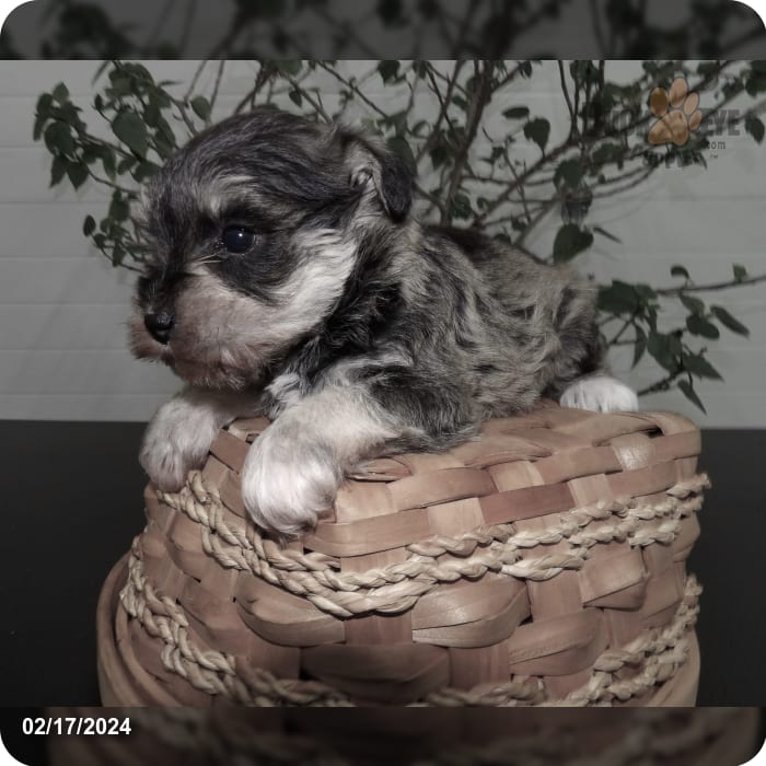 Information on Mini Schnauzer Puppies for Sale in Michigan