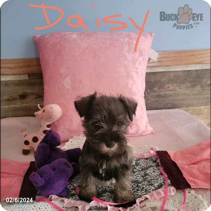 Information on Mini Schnauzer Puppies for Sale in Michigan