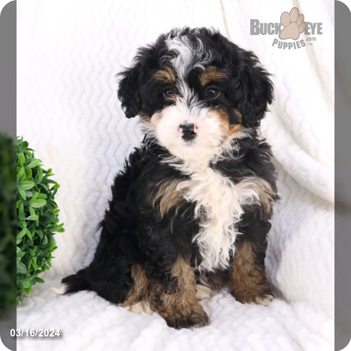 Lola Bernedoodle for Sale in Millersburg, OH Buckeye Puppies