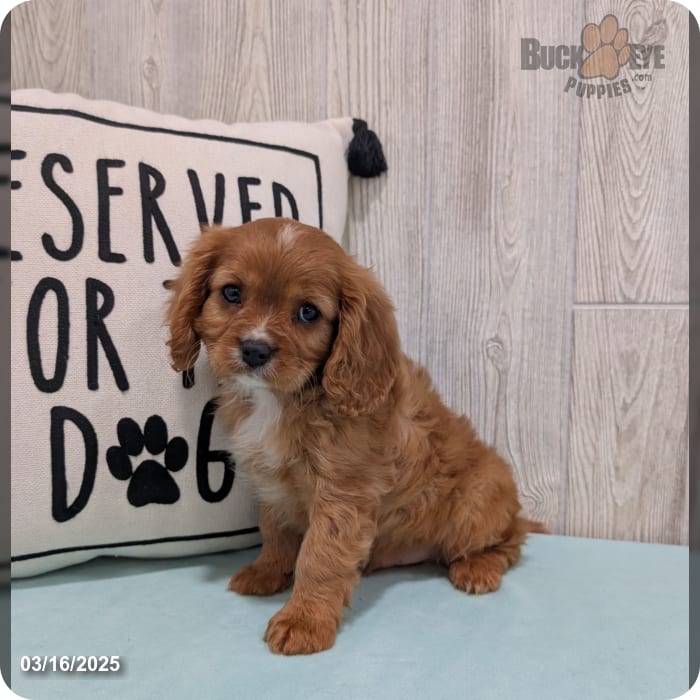 Flash Cavalier King Charles Spaniel for Sale in Dundee, OH Buckeye Puppies
