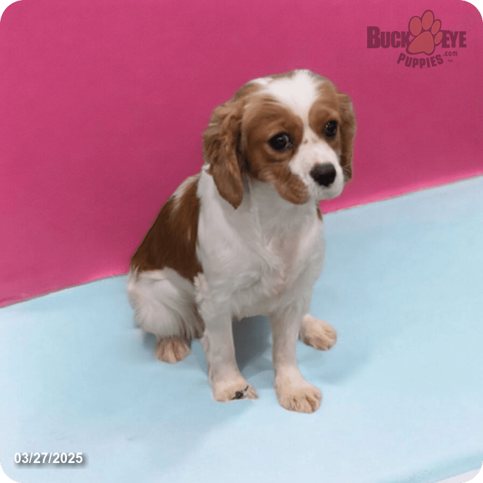 Flash Cavalier King Charles Spaniel for Sale in Dundee, OH Buckeye Puppies