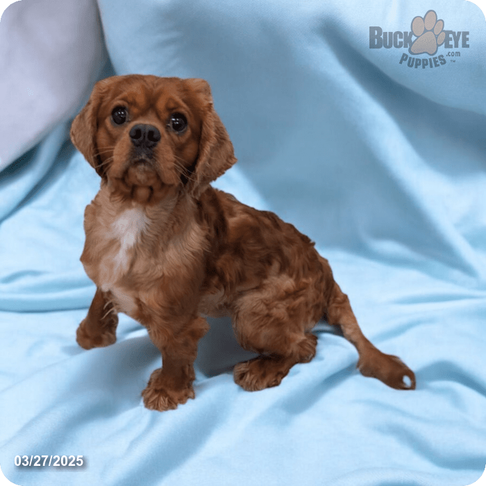 Flash Cavalier King Charles Spaniel for Sale in Dundee, OH Buckeye Puppies