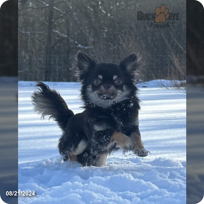 Firefox Chihuahua for Sale in Bristolville, OH Buckeye Puppies