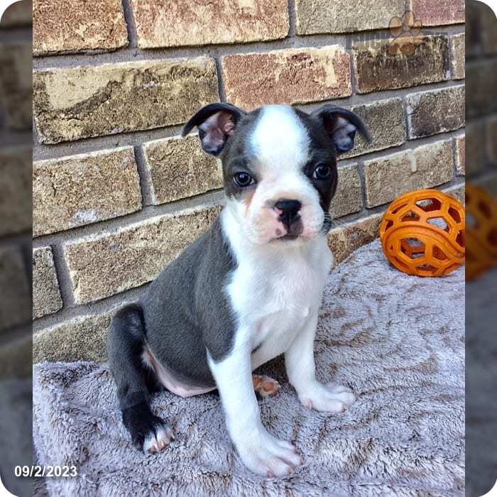 blue eyed boston terrier