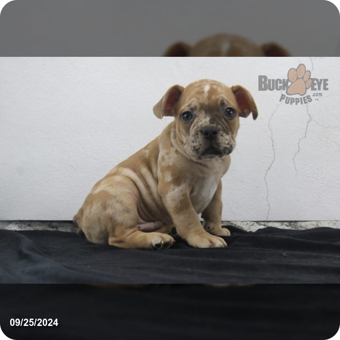 Tyson French Bulldog for Sale in Berlin, OH Buckeye Puppies