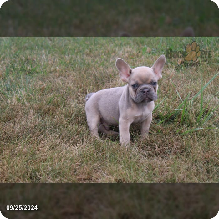 Rodney French Bulldog for Sale in Berlin, OH Buckeye Puppies