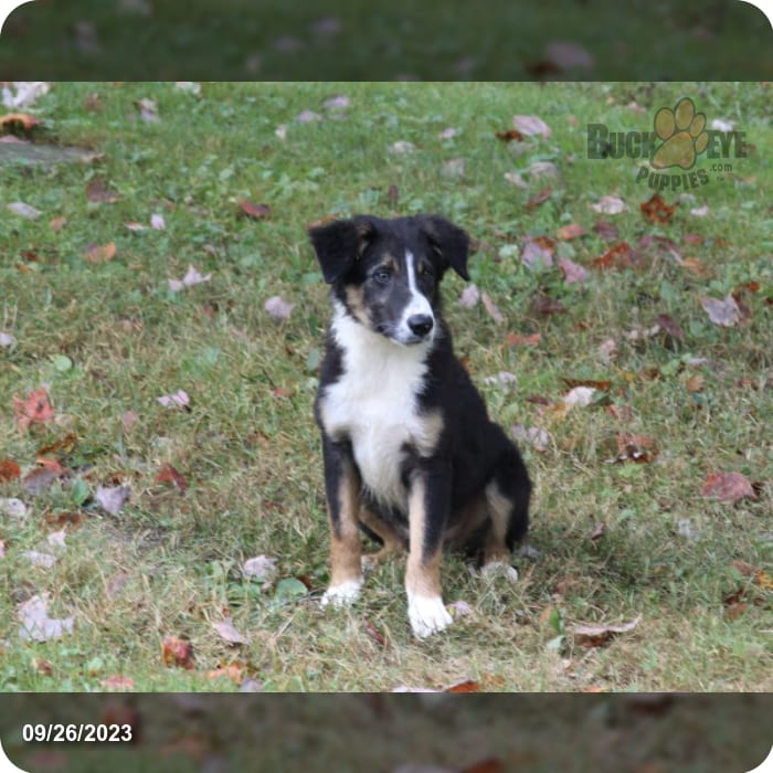 Border Collie Mix Puppies For Sale