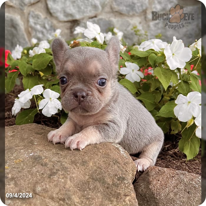 Lassie Carry Pink Isabela French Bulldog for Sale in Millersburg, OH