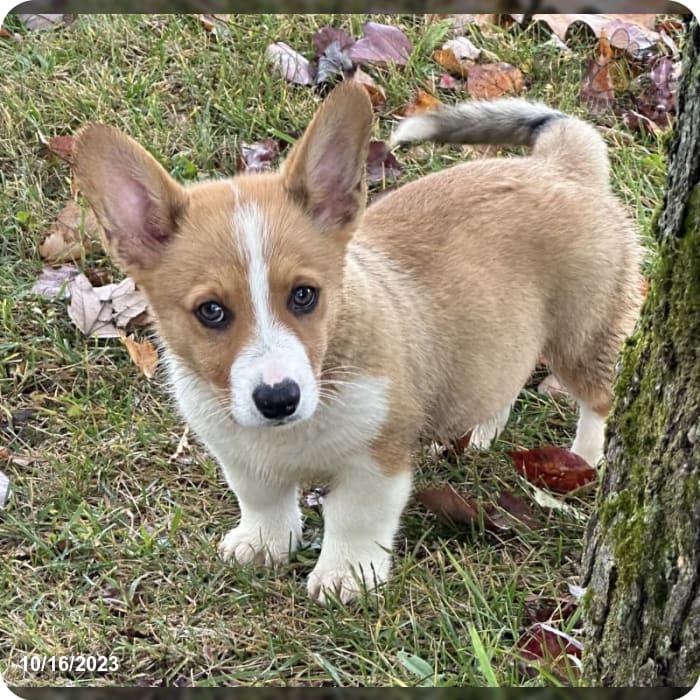 Louie Corgi