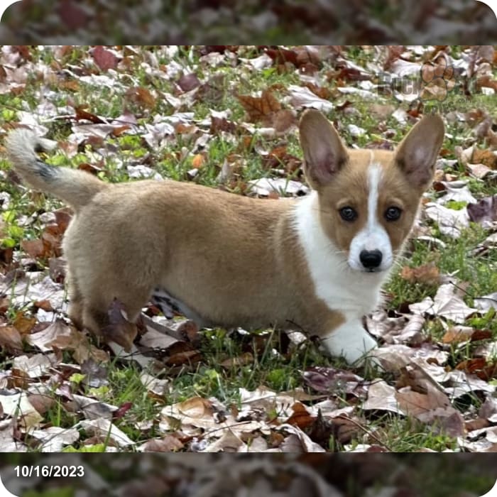 Louie Corgi