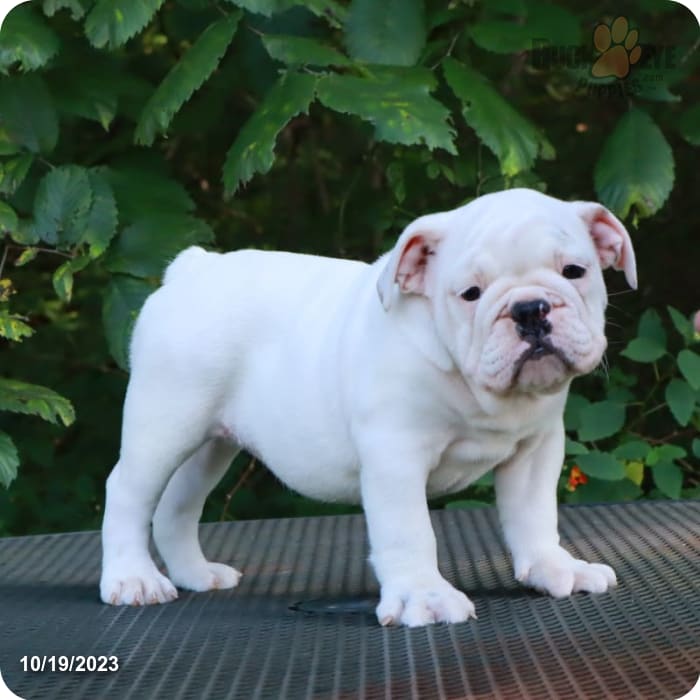 Zeus The English Bully