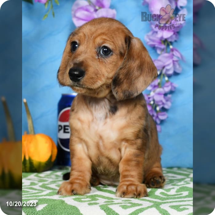 Miniature Dachshund Puppy Long Hair Red Dapple ID:14463 Located at