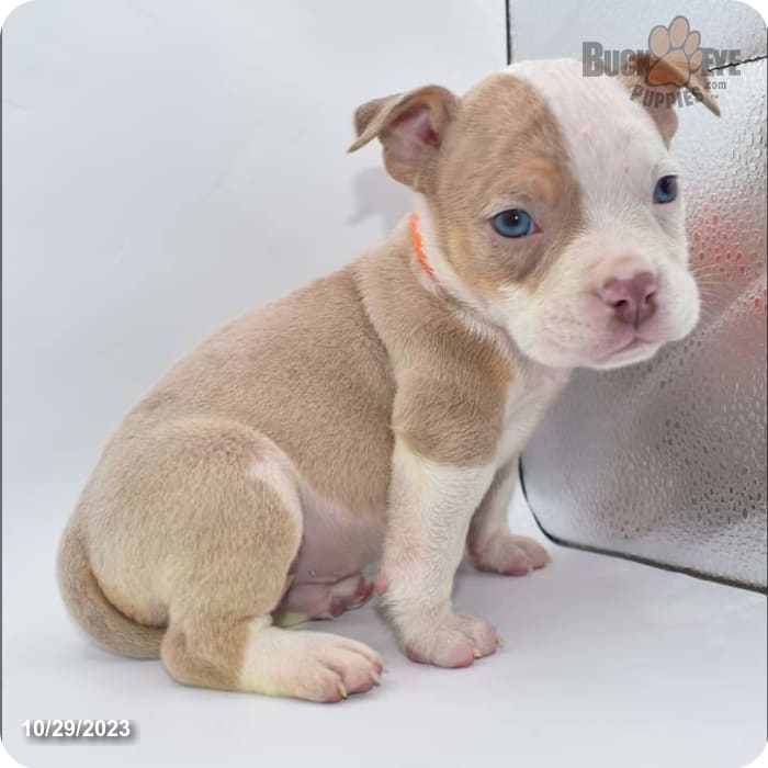 Classic American Bully puppies born 10/2/2023 ready for their new