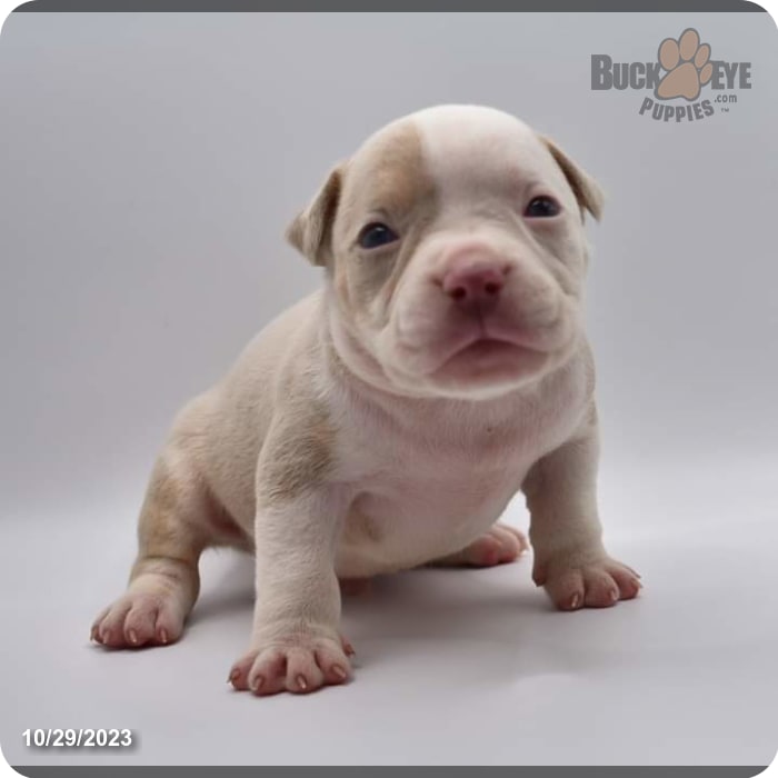 Classic American Bully puppies born 10/2/2023 ready for their new