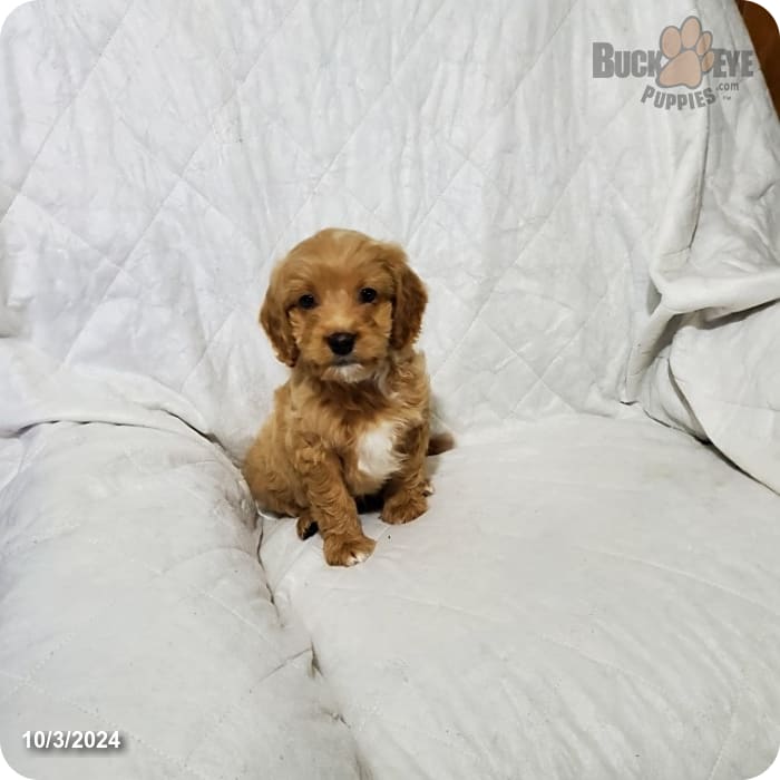 Forrest Mini Goldendoodle for Sale in Rogers, OH Buckeye Puppies