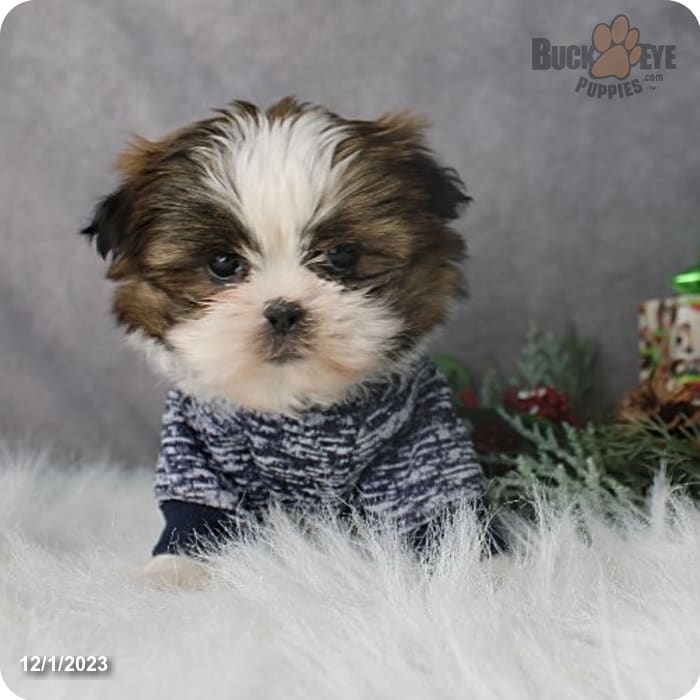 Benji - Shih Tzu Puppy for Sale in Millersburg, OH