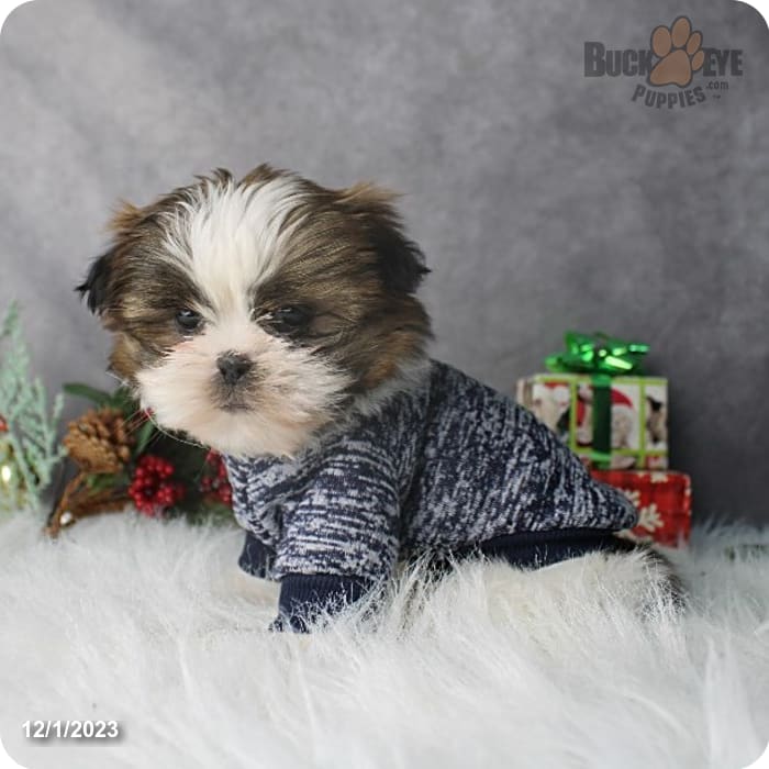 Benji - Shih Tzu Puppy for Sale in Millersburg, OH