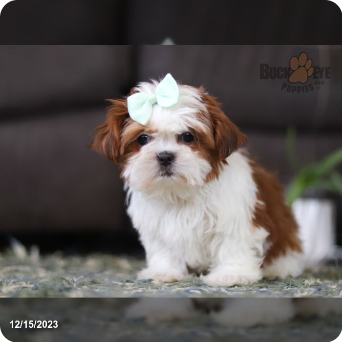 Shih Tzu dog Lacey playing with one of her favorite toys 