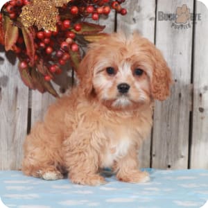 Toy cavachon puppies for sale near me deals