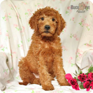 Buckeye puppies labradoodle sales