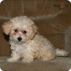 Toy poodle cross clearance bichon frise for sale